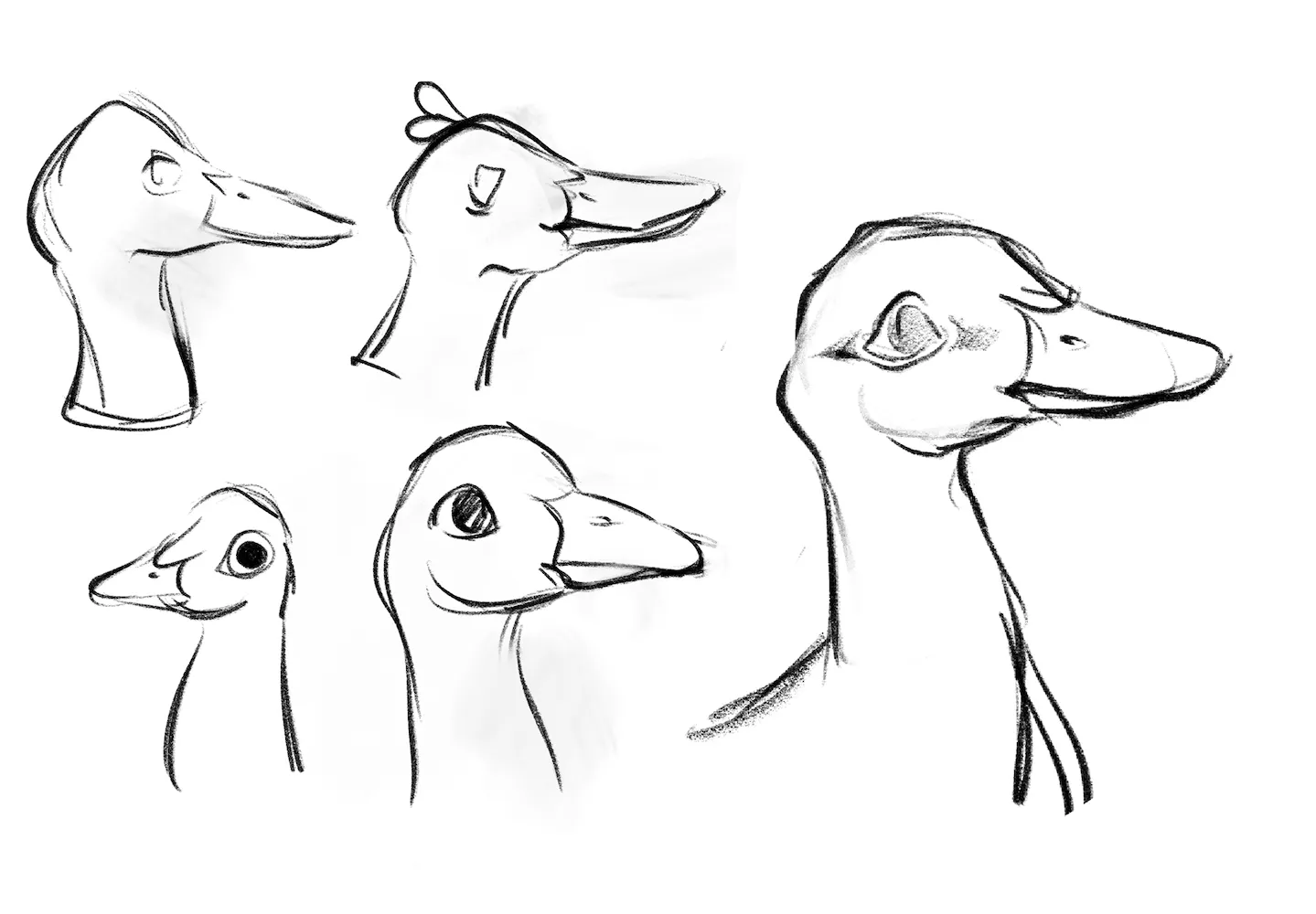 Pencil studies of duck heads in profile, trying different beak lengths, eye sizes and neck shapes