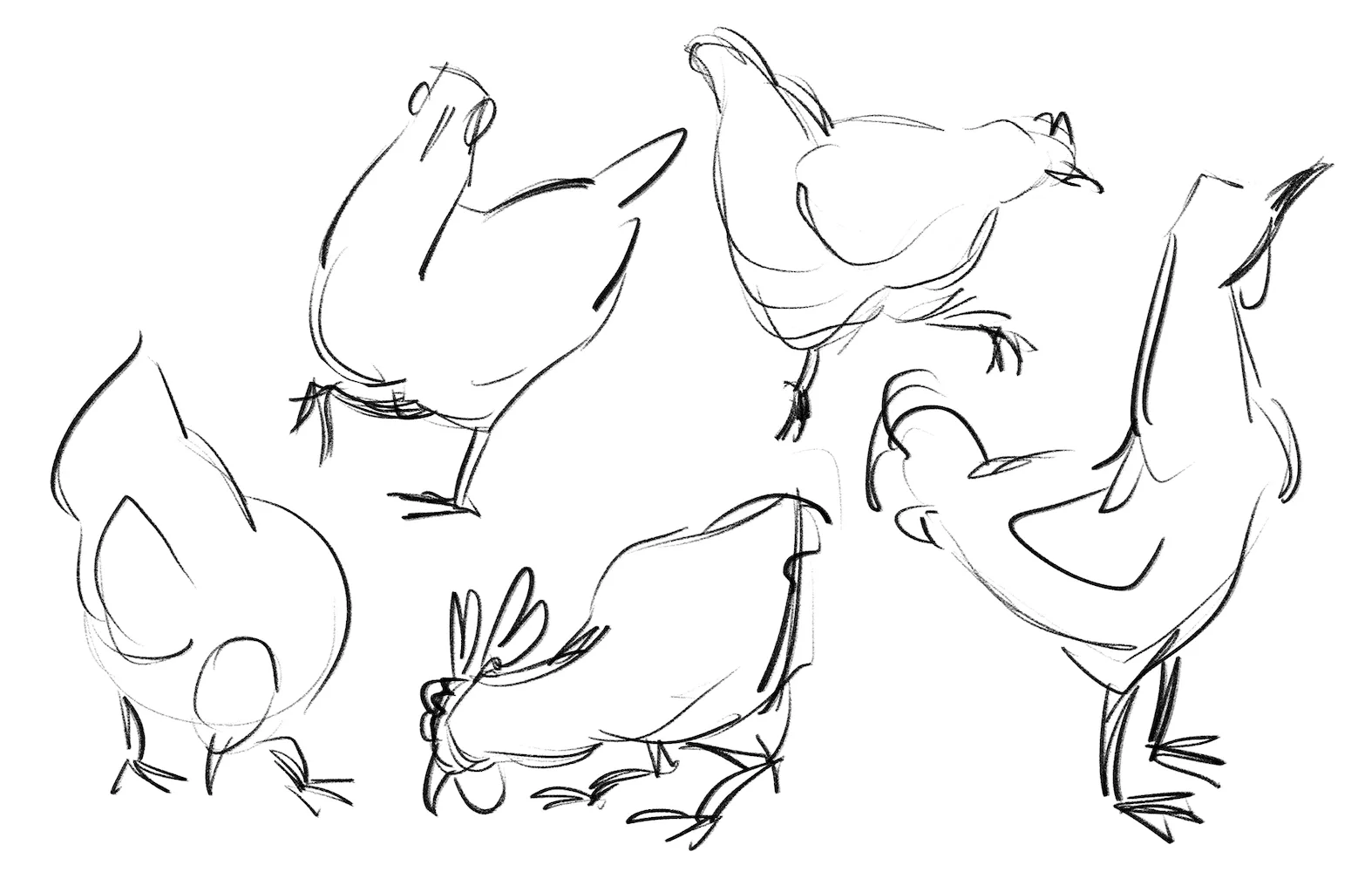Loose gesture sketches of chickens pecking, walking and turning